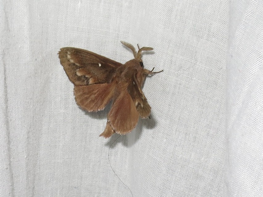 Dendrolimus pini - fenyőpohók
