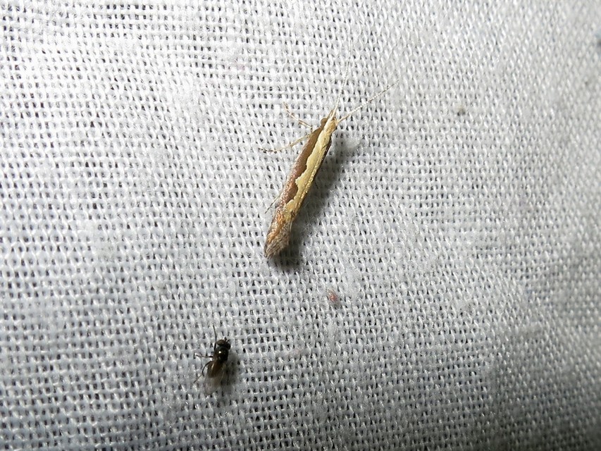 Plutella xylostella - káposztamoly