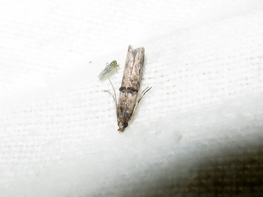Nephopterix angustella - kecskerágó-karcsúmoly