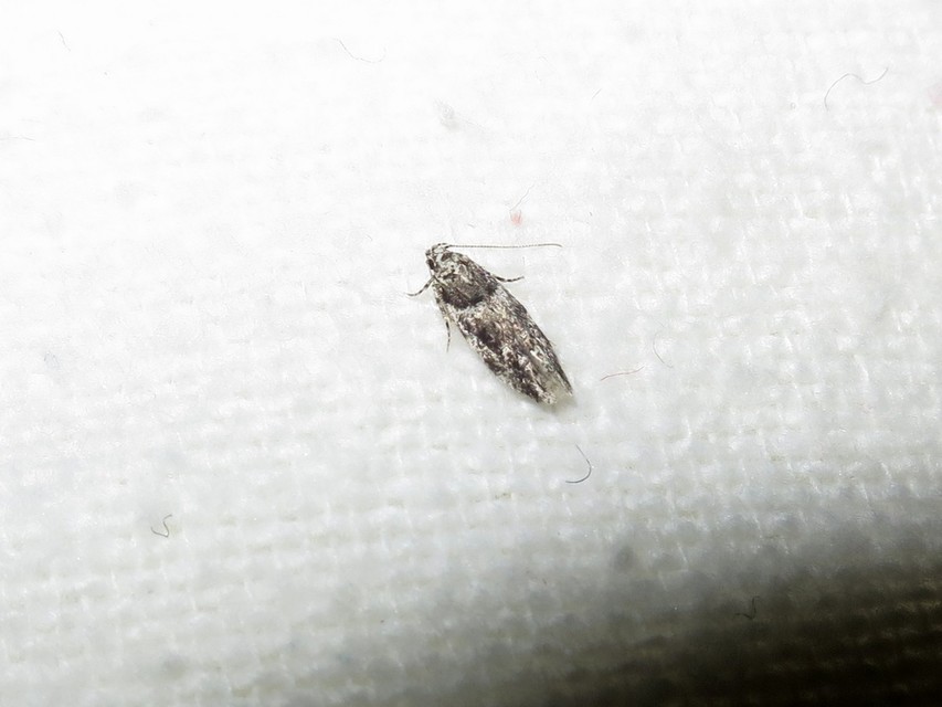 Recurvaria nanella - kis vörös-rügysodrómoly