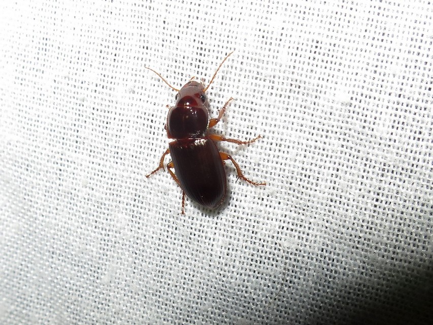Harpalus smaragdinus - smaragd-lomhafutó