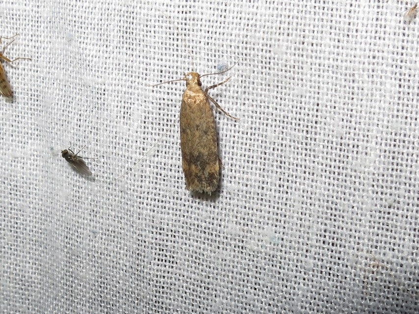 Pexicopia malvella - mályvalevél-sarlósmoly
