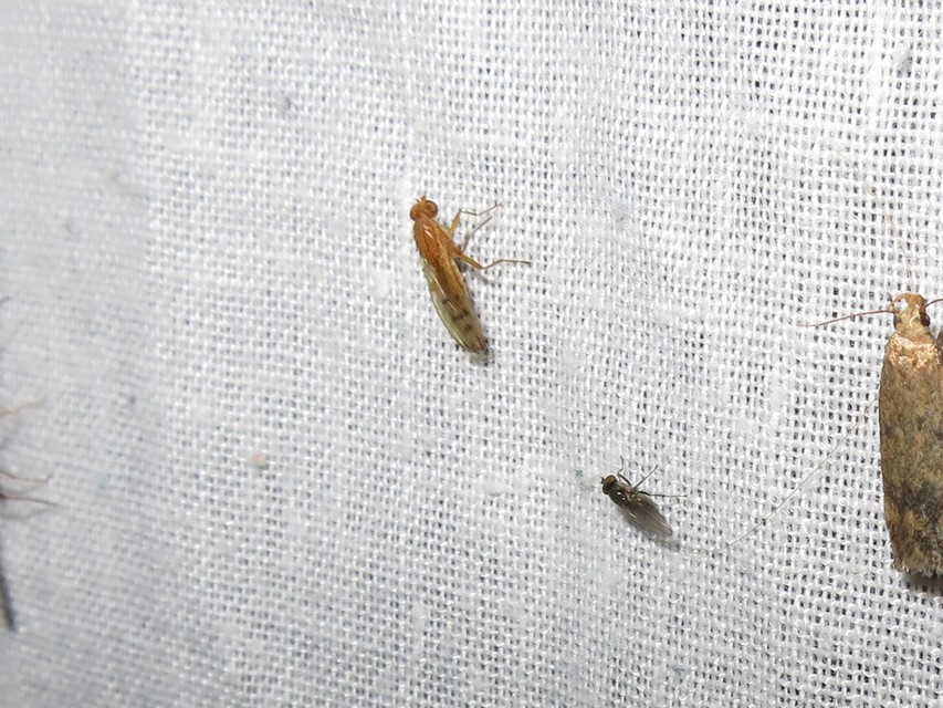 Opomyza florum