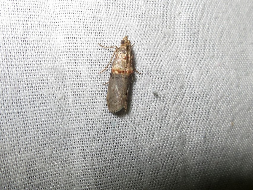 Trachonitis cristella - bokorrágó karcsúmoly
