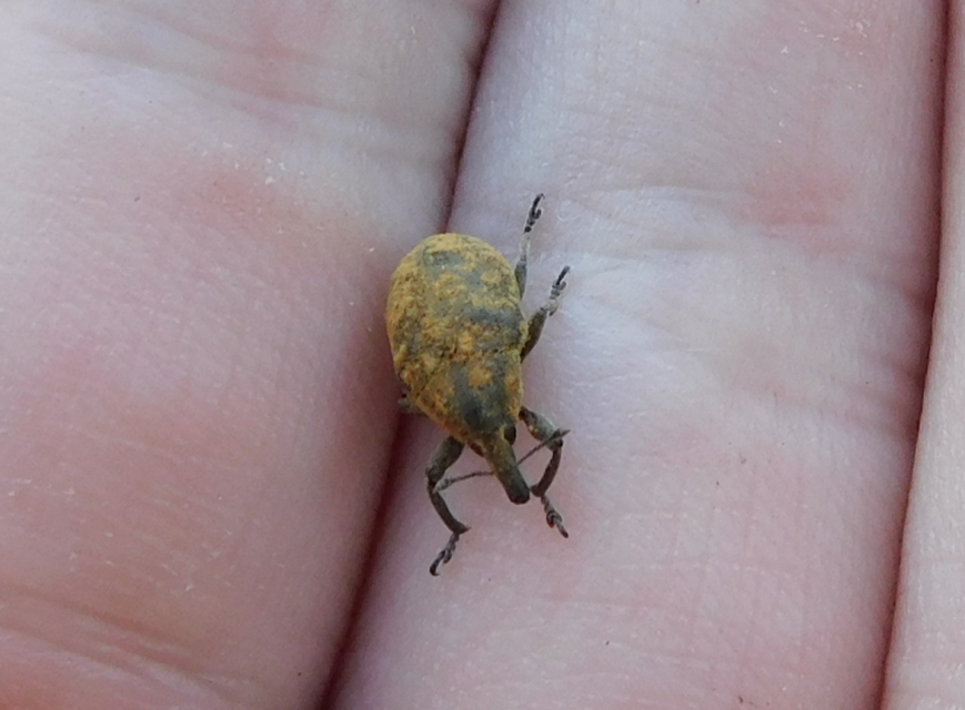 Larinus turbinatus - kúposorrú púderbarkó