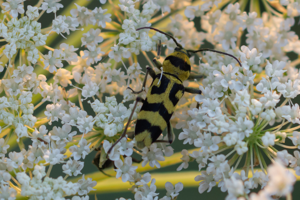 Chlorophorus varius - díszes darázscincér
