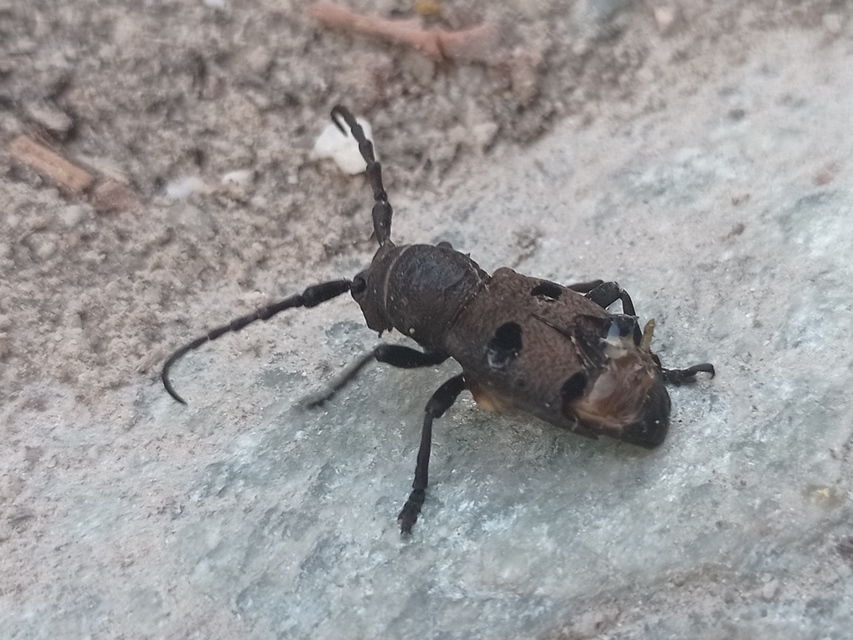 Herophila tristis - selymes alkonycincér