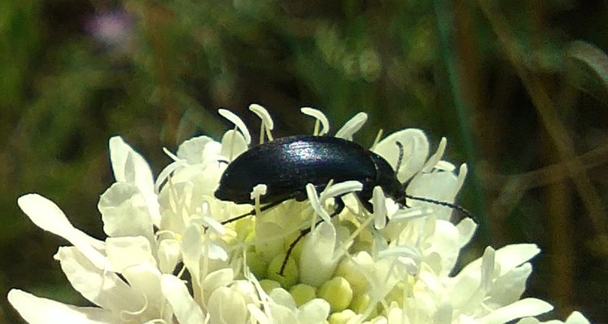 Podonta nigrita - szerecsenbogár