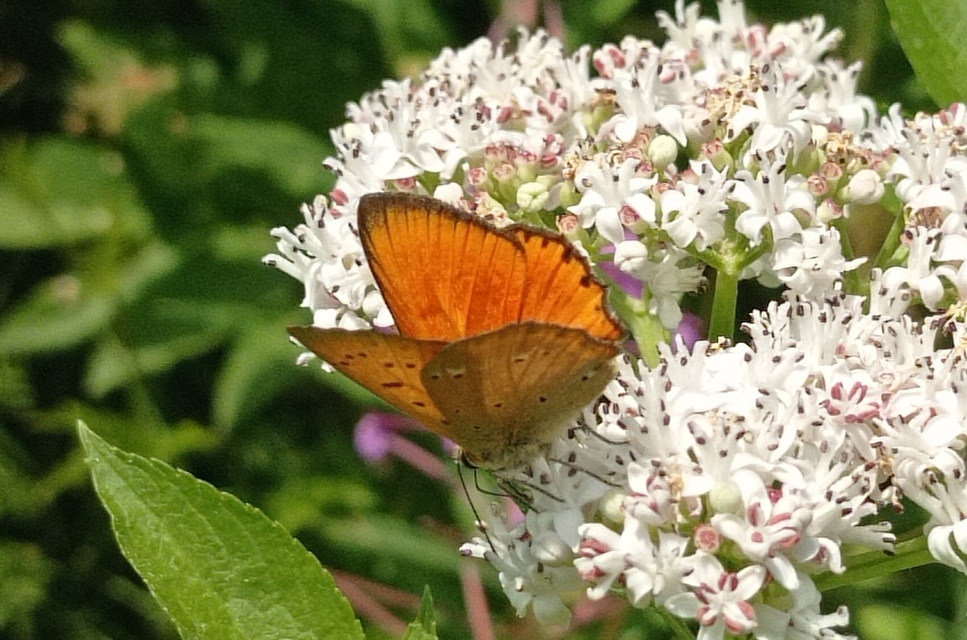 Lycaena virgaureae - arany-tűzlepke