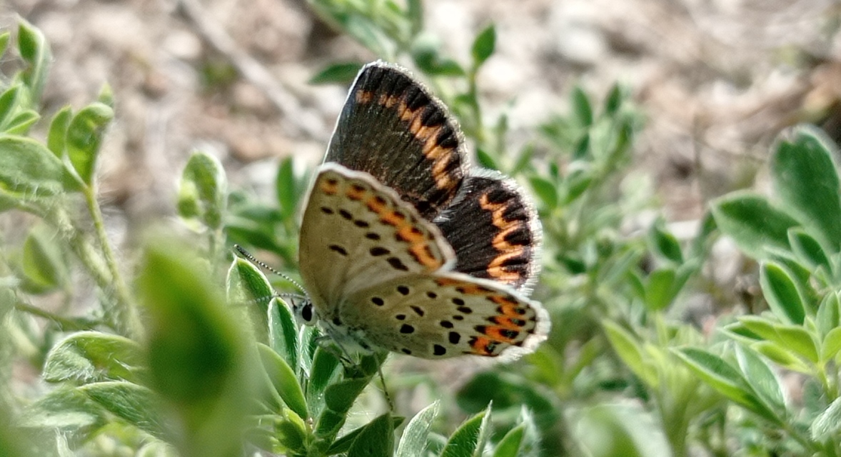 Plebejus idas - északi boglárka