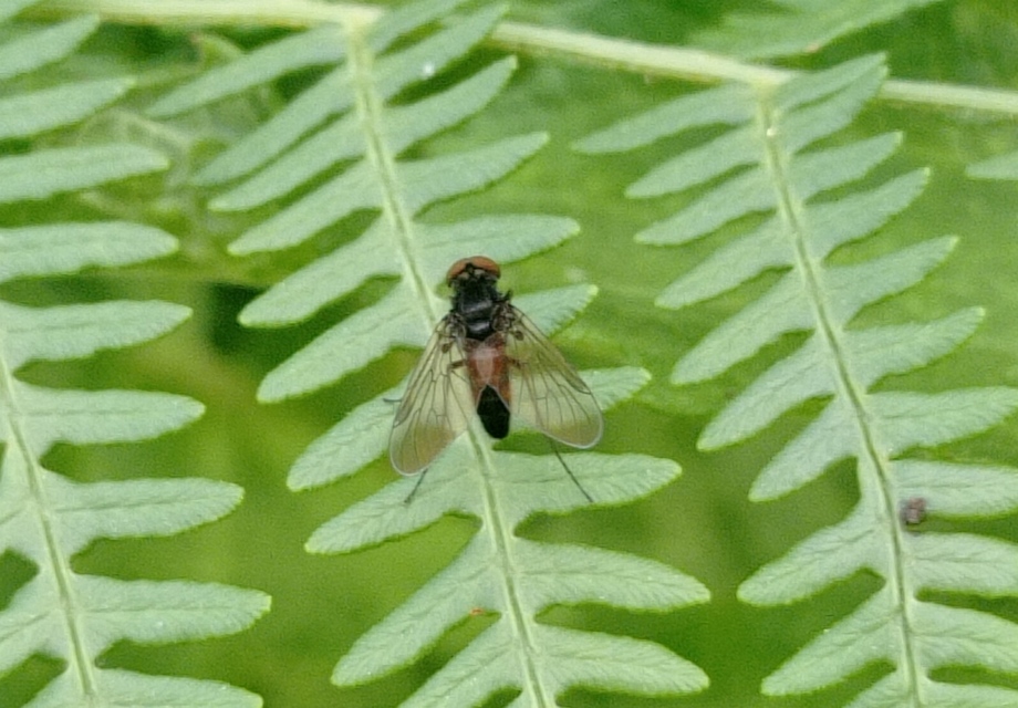 Rhagionidae - kószalégyfélék