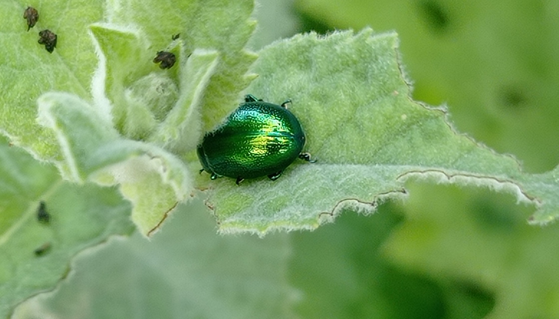 Chrysolina herbacea - zöld mentalevelész