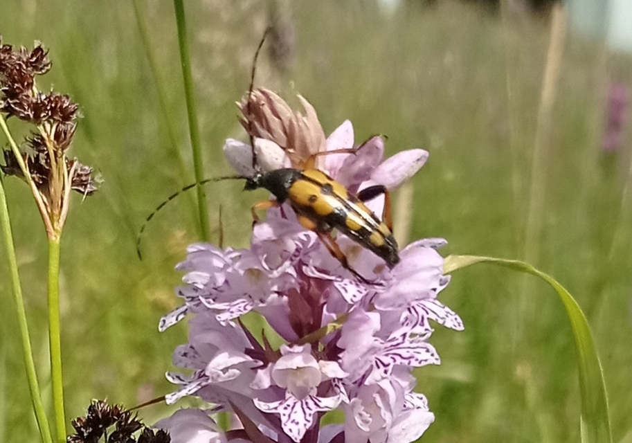 Rutpela maculata - tarkacsápú karcsúcincér