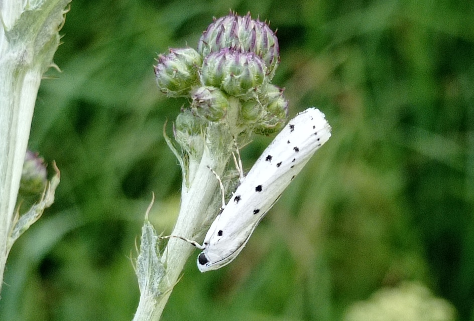 Myelois circumvoluta - pettyes karcsúmoly