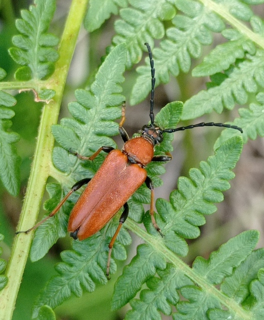 Stictoleptura rubra - vörös virágcincér