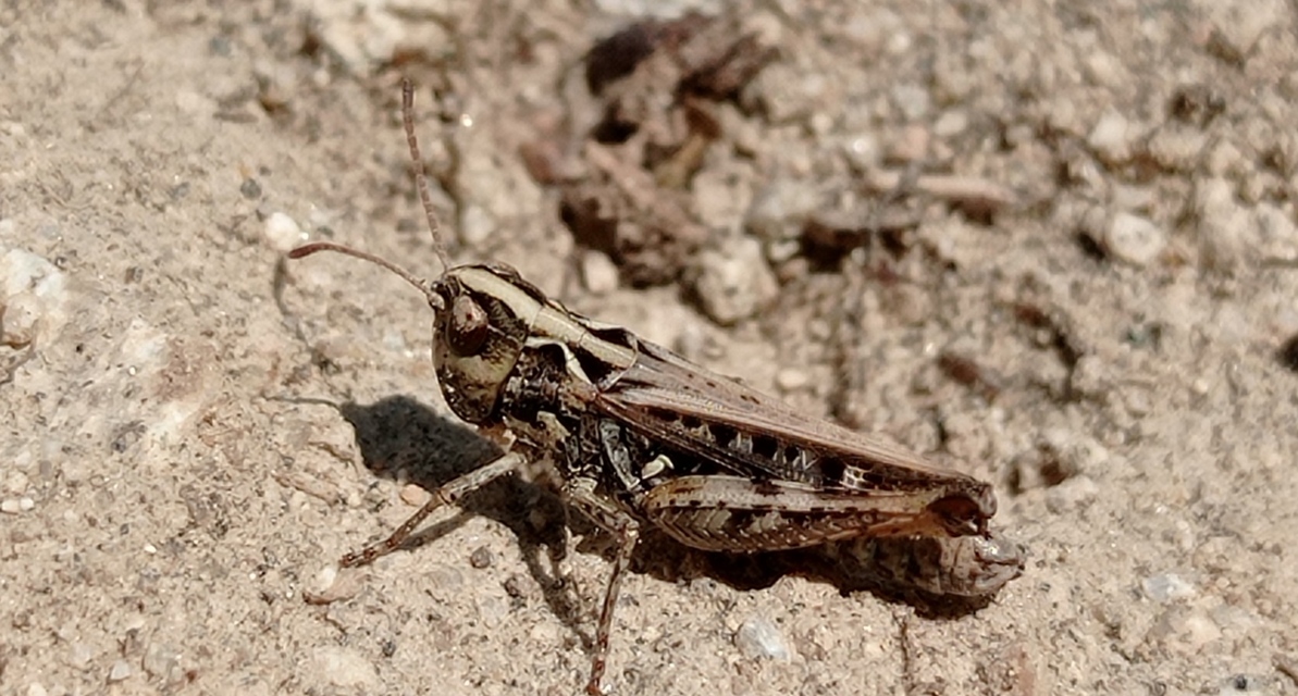 Myrmeleotettix maculatus - kis bunkóscsápúsáska
