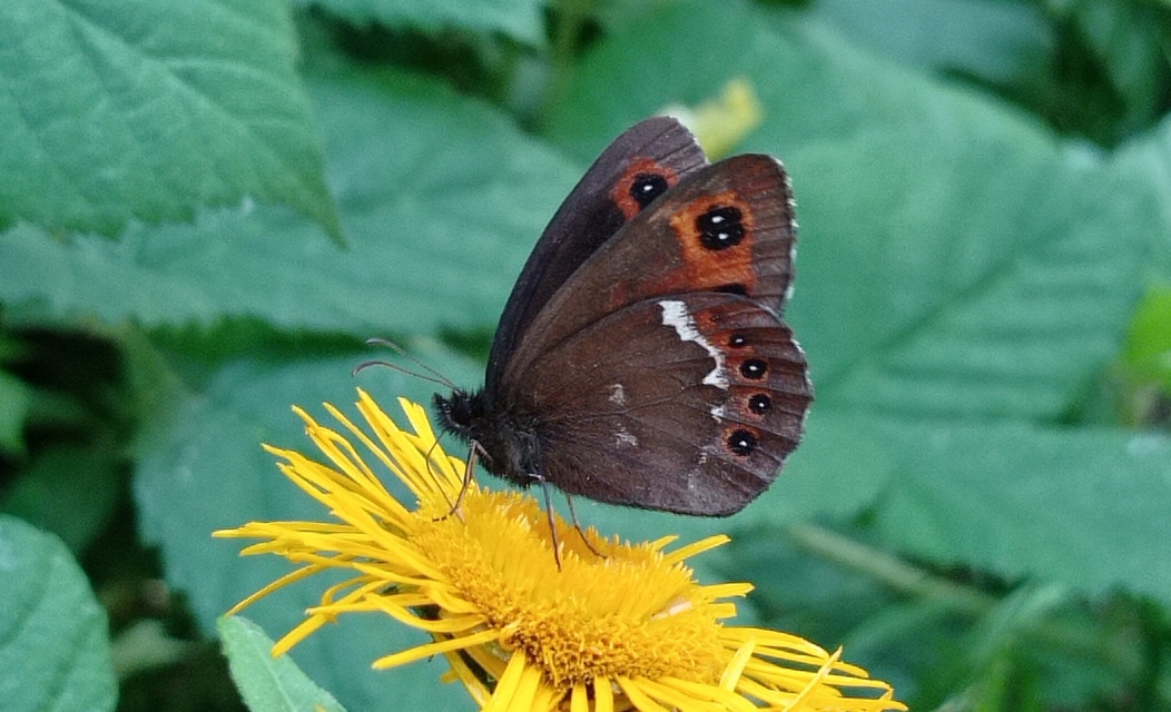 Erebia ligea - fehércsíkú szerecsenlepke