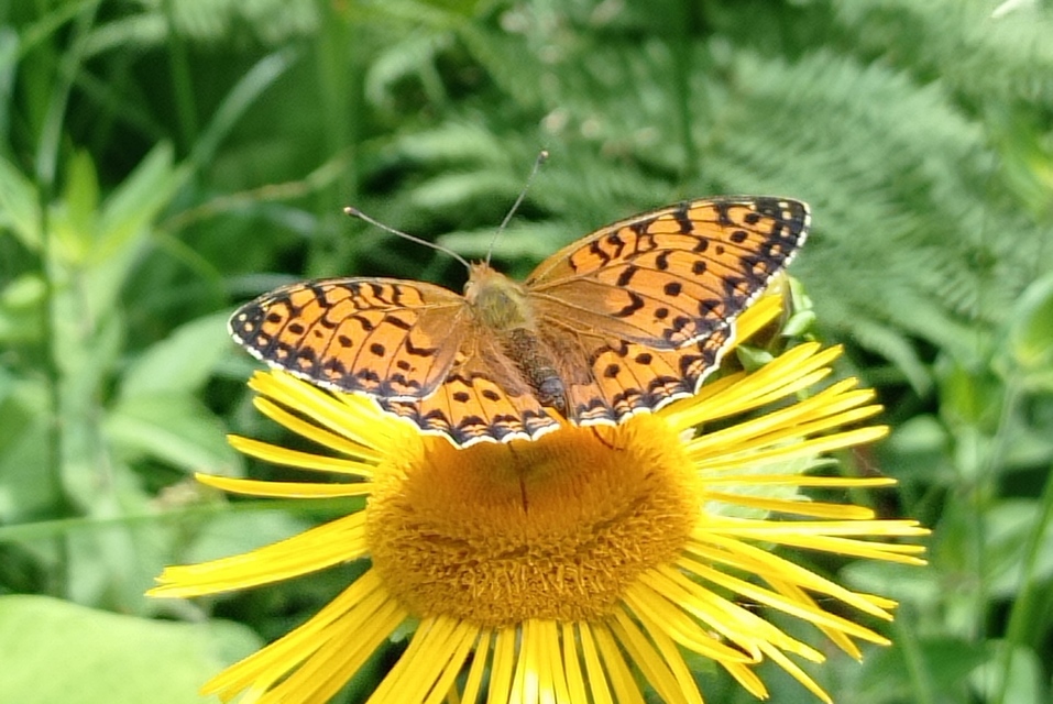 Argynnis aglaja - kerekfoltú gyöngyházlepke