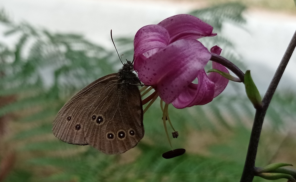 Aphantopus hyperanthus - közönséges ökörszemlepke