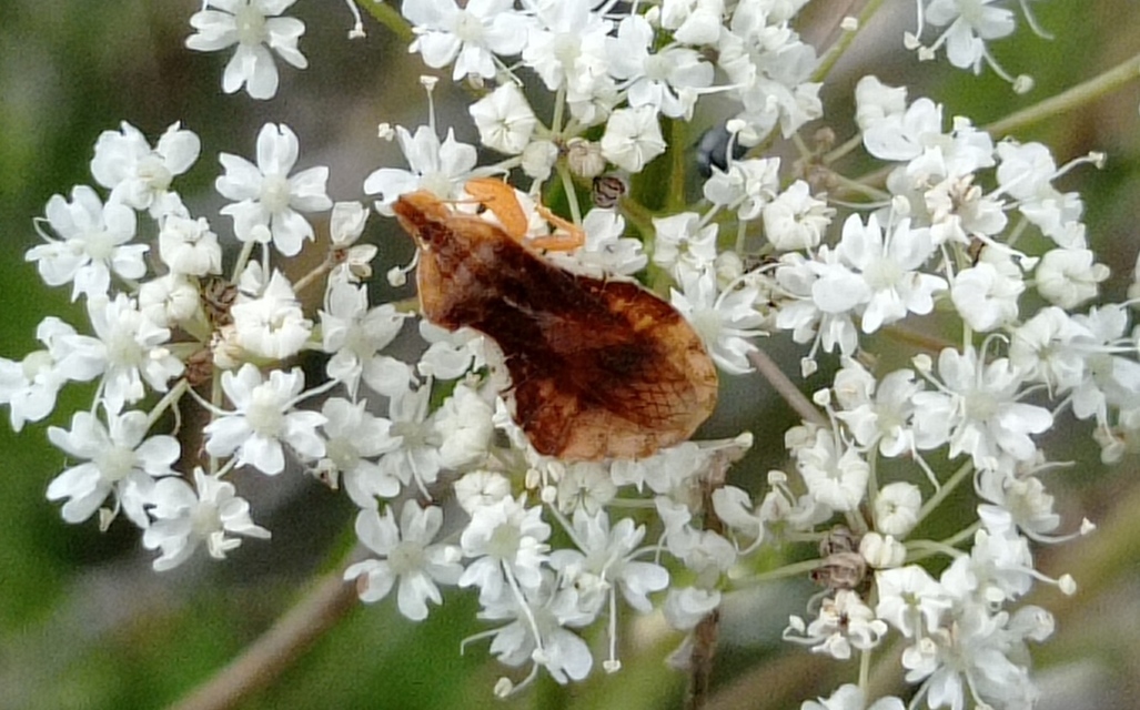 Phymata crassipes - fogólábú poloska