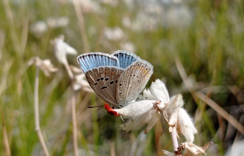 Polyommatus dorylas - fénylő boglárka