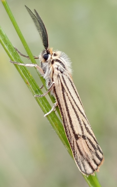Spiris striata - csíkos molyszövő