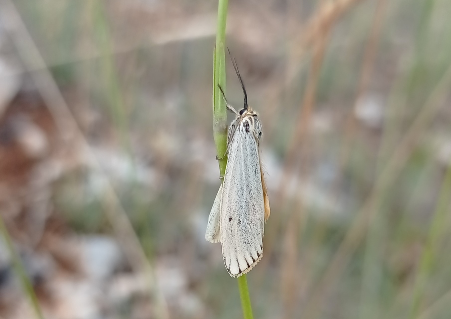 Spiris striata - csíkos molyszövő