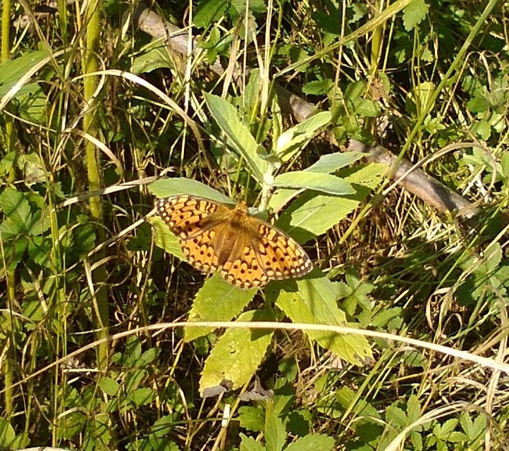 Argynnis aglaja - kerekfoltú gyöngyházlepke
