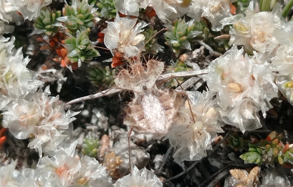 Phyllomorpha