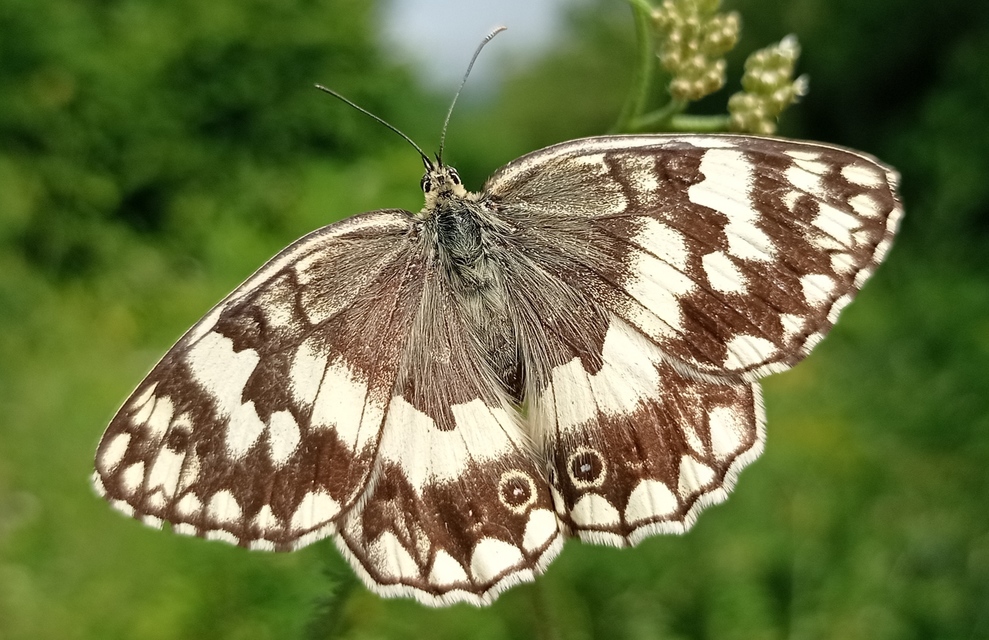 Melanargia larissa