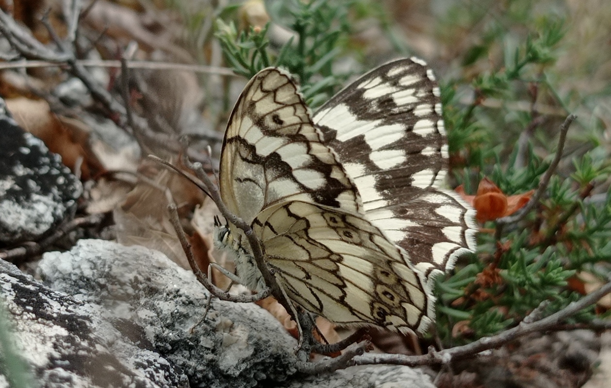 Melanargia larissa