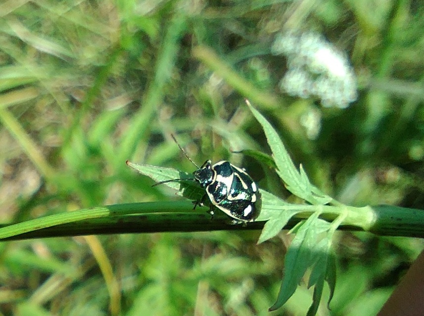 Eurydema oleracea - paréjpoloska Eurydema oleracea - paréjpoloska