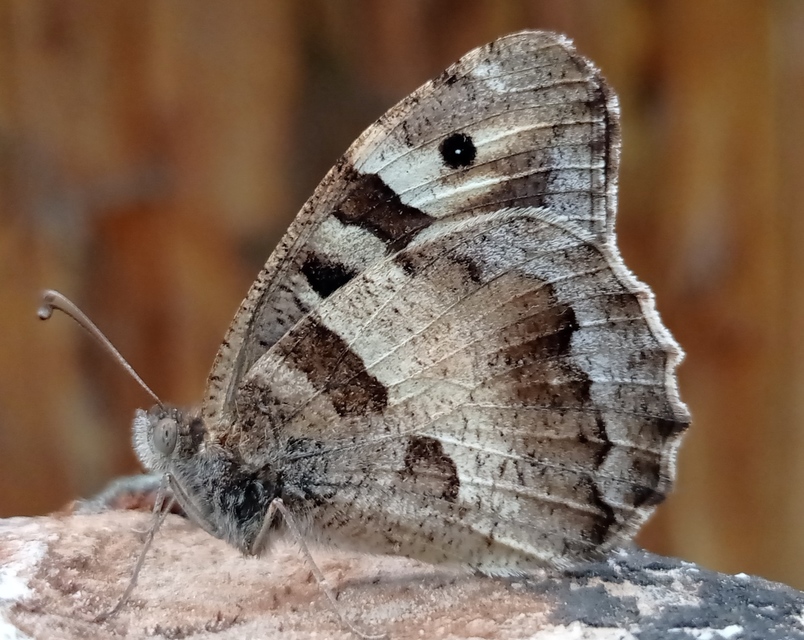 Chazara briseis - tarka szemeslepke