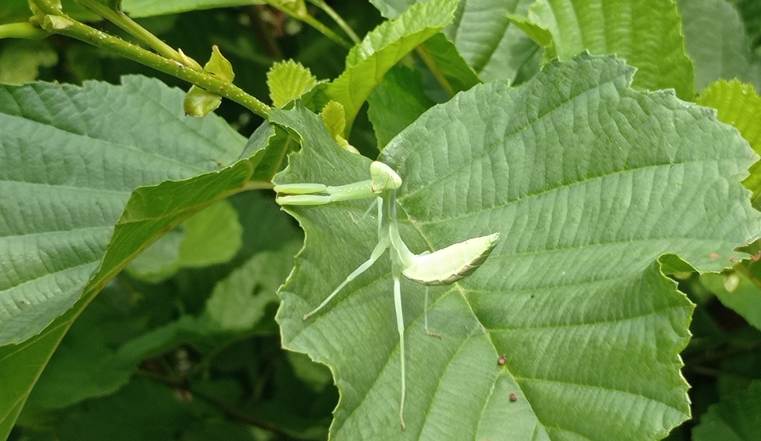 Hierodula transcaucasica