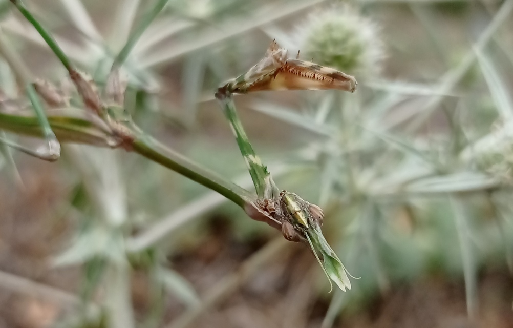 Empusa fasciata