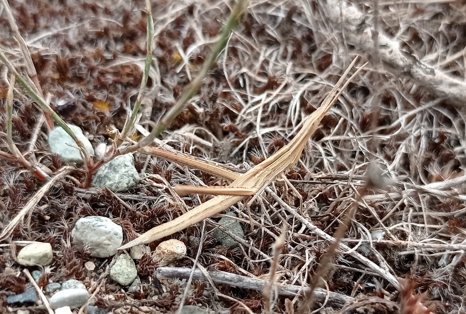 Acrida ungarica - sisakos sáska