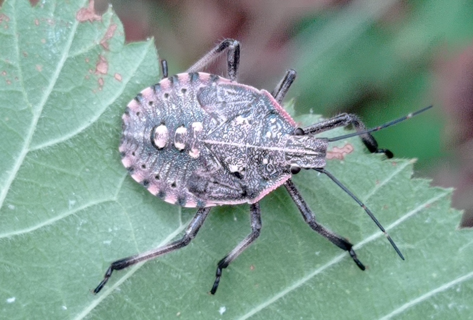 Apodiphus amygdali