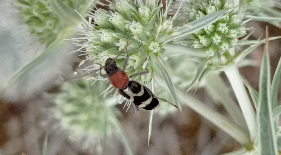 Chlorophorus hungaricus - magyar darázscincér