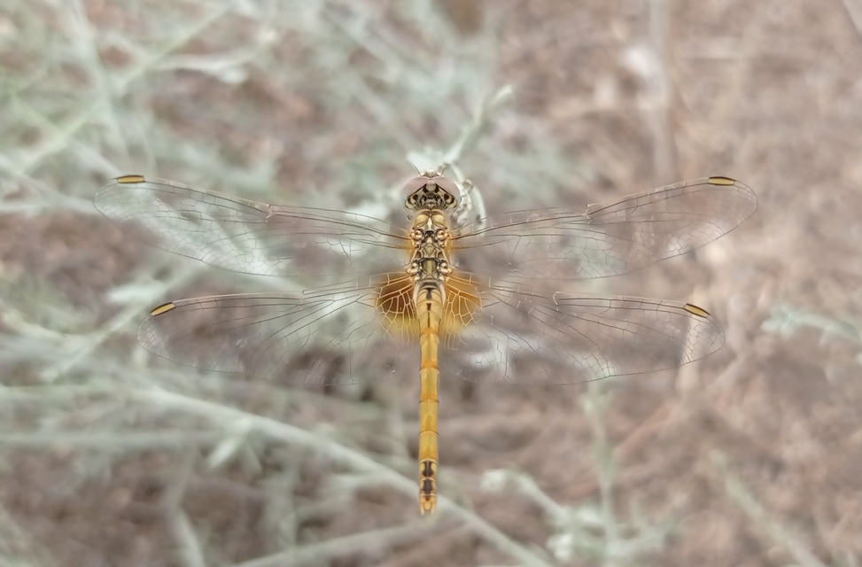 Sympetrum fonscolombii - vándor katona-szitakötő