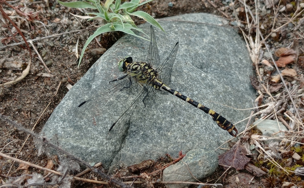 Onychogomphus forcipatus - gyűrűs folyami-szitakötő