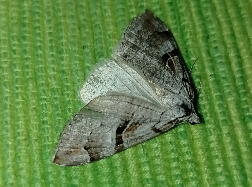 Aplocera praeformata - hegyi csíkosaraszoló