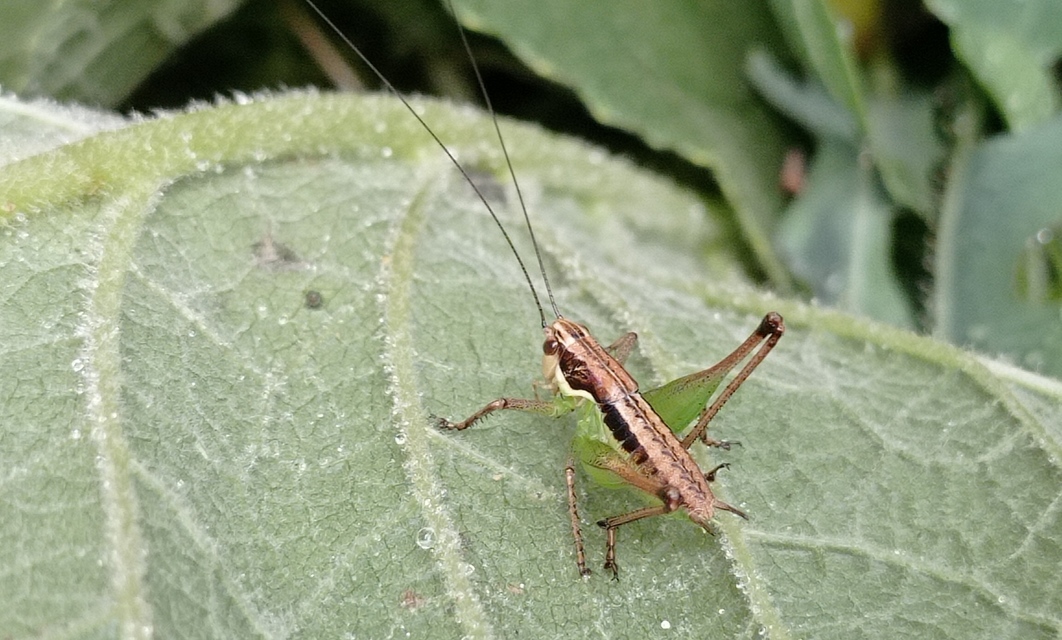 Pachytrachis gracilis - karcsú szöcske