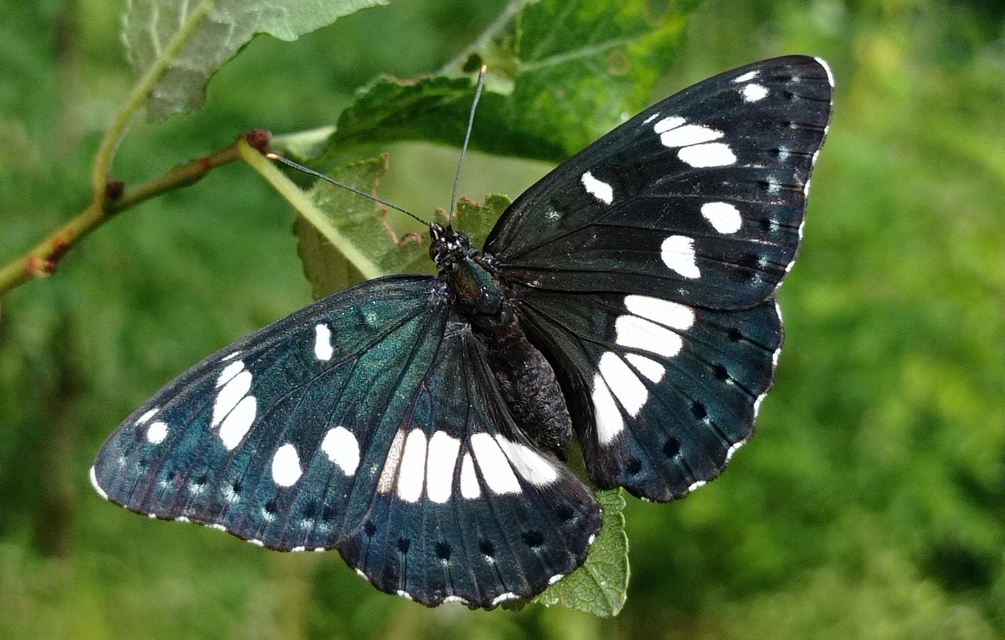 Limenitis reducta - kék lonclepke