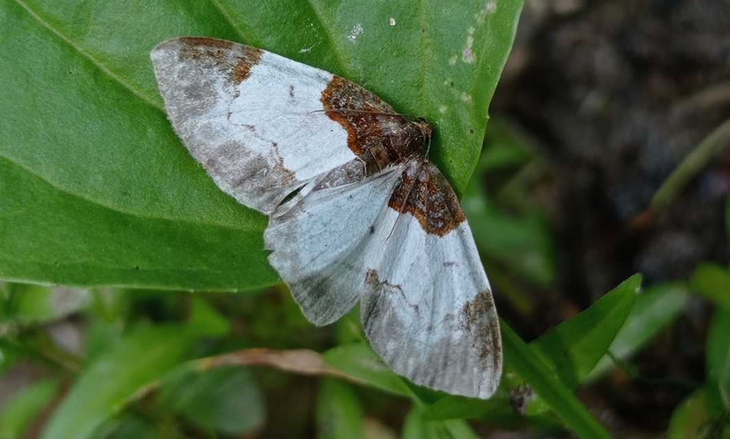 Mesoleuca albicillata - tarka fűzfaaraszoló