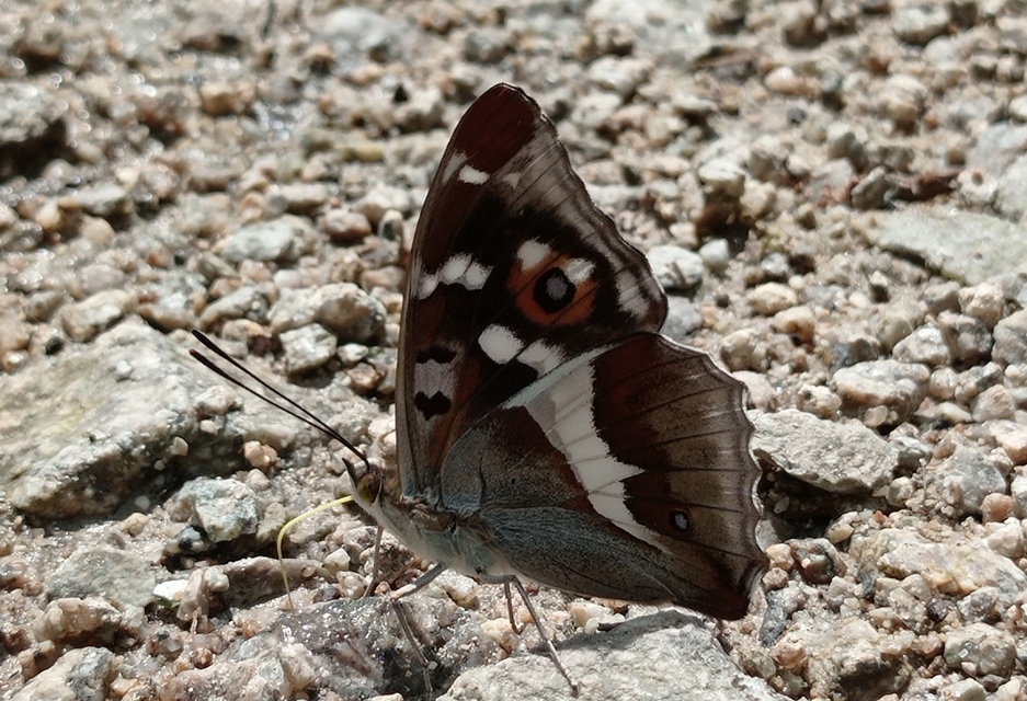 Apatura iris - nagy színjátszólepke