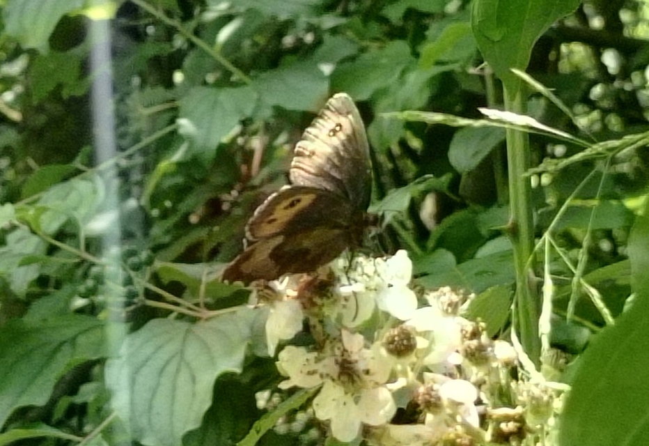 Erebia aethiops - közönséges szerecsenlepke