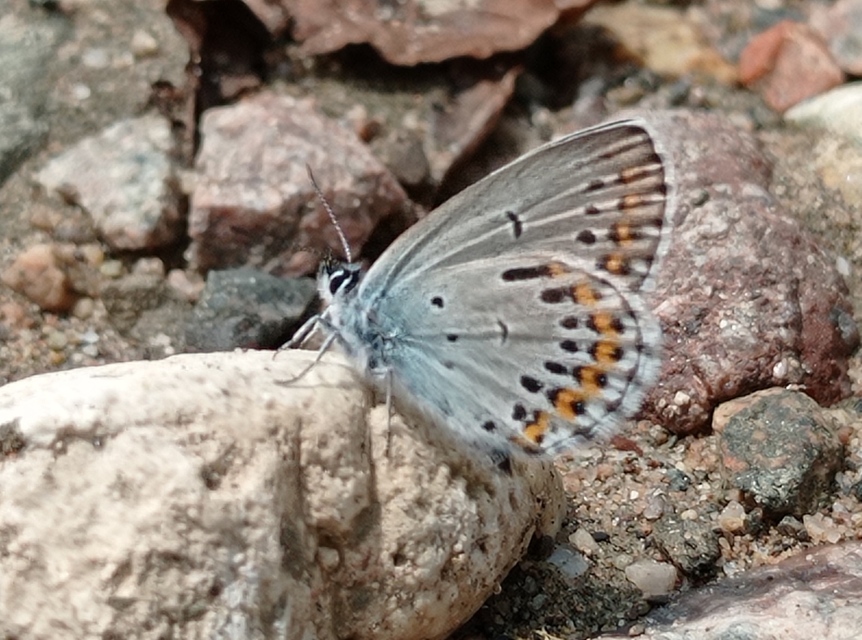 Plebejus idas - északi boglárka