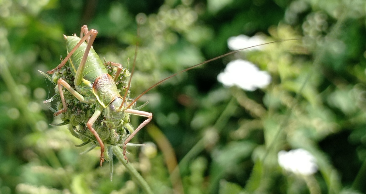 Ephippiger ephippiger - nyergesszöcske
