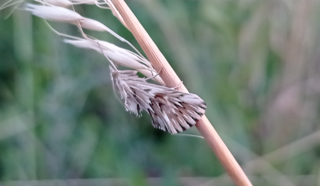 Cynaeda dentalis - gyakori ciframoly