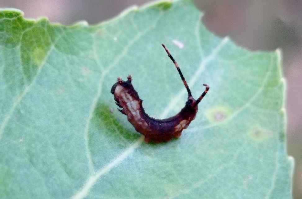 Cerura vinula - nagy púposszövő